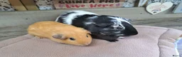 Guinea Pig rodents for sale: Two bonded male guinea pigs - Leeds LS27  - Advert 3
