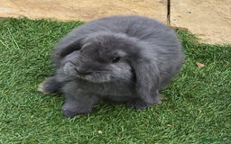 French Lop rabbits for sale: Giant french lop Buck - Image 1