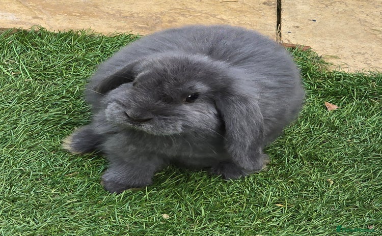 French Lop rabbits - Advert 1