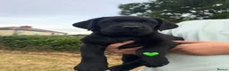 Labrador Retriever dogs for sale: KC Registered black Labrador puppies - Advert 2