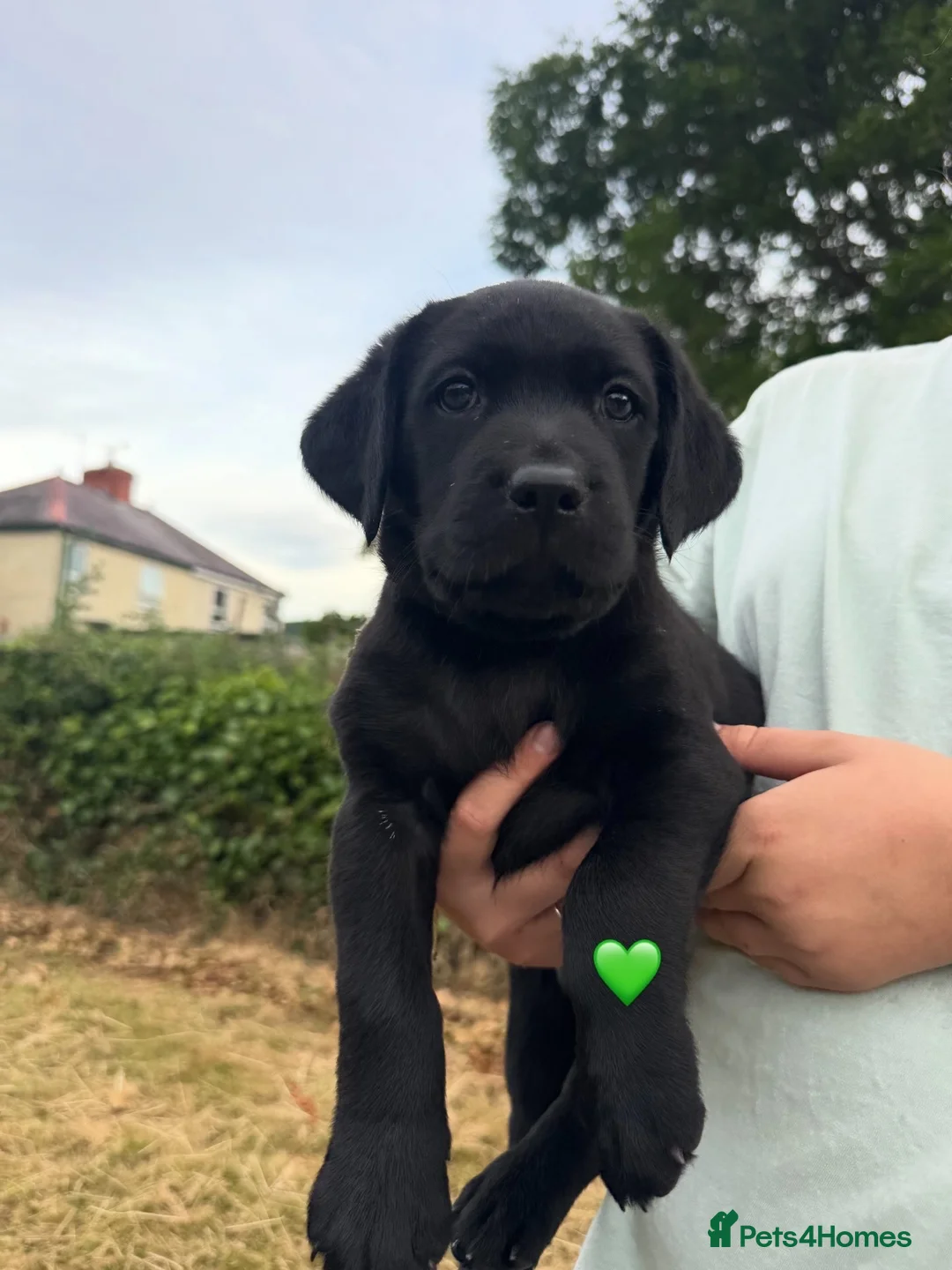 Labrador Retriever dogs for sale: KC Registered black Labrador puppies - Advert 2