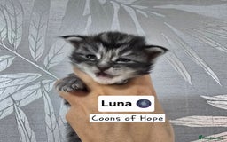 Maine Coon cats for sale: Last Pedigree Maine coon girl READY TO LEAVE  - Image 4