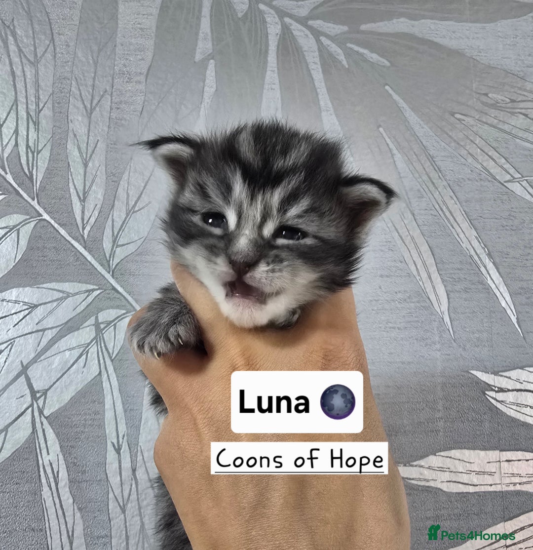 Maine Coon cats for sale: Last Pedigree Maine coon girl READY TO LEAVE  - Image 4