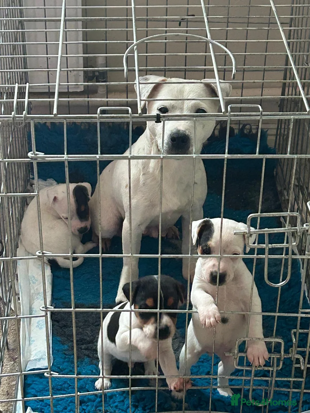 Parson Russell dogs for sale: Beautiful litter of Parson Russell rascals  - Advert 1