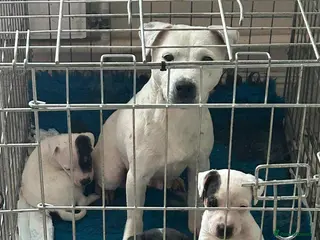 Parson Russell dogs Beautiful litter of Parson Russell rascals - Advert 2