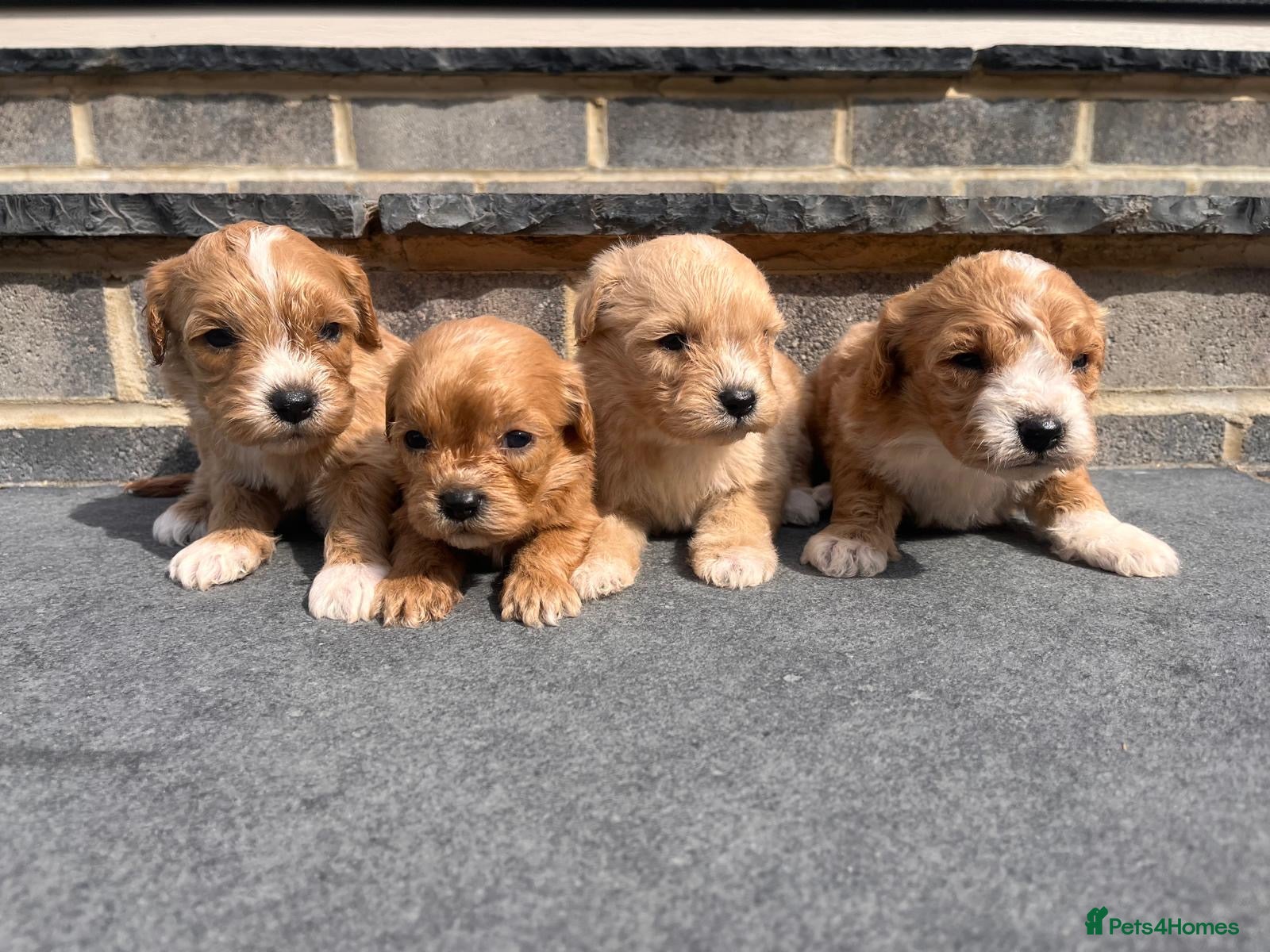 Cavapoo dogs ADORABLE F1 CAVAPOO PUPPYS BOYS +GIRLS AVAILABLE  - Advert 1