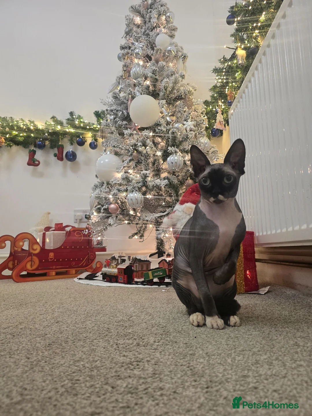 Sphynx cats for sale: Sphynx Kittens Looking for Their Forever Homes - Advert 2