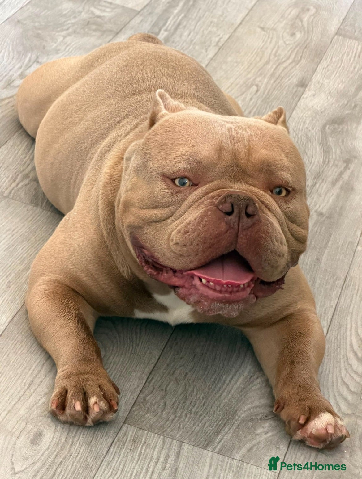 American Bully dogs Micro  Exotic  bullies - Advert 2