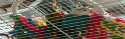 Lovebirds birds for sale: 2 gorgeous love birds - Advert 2