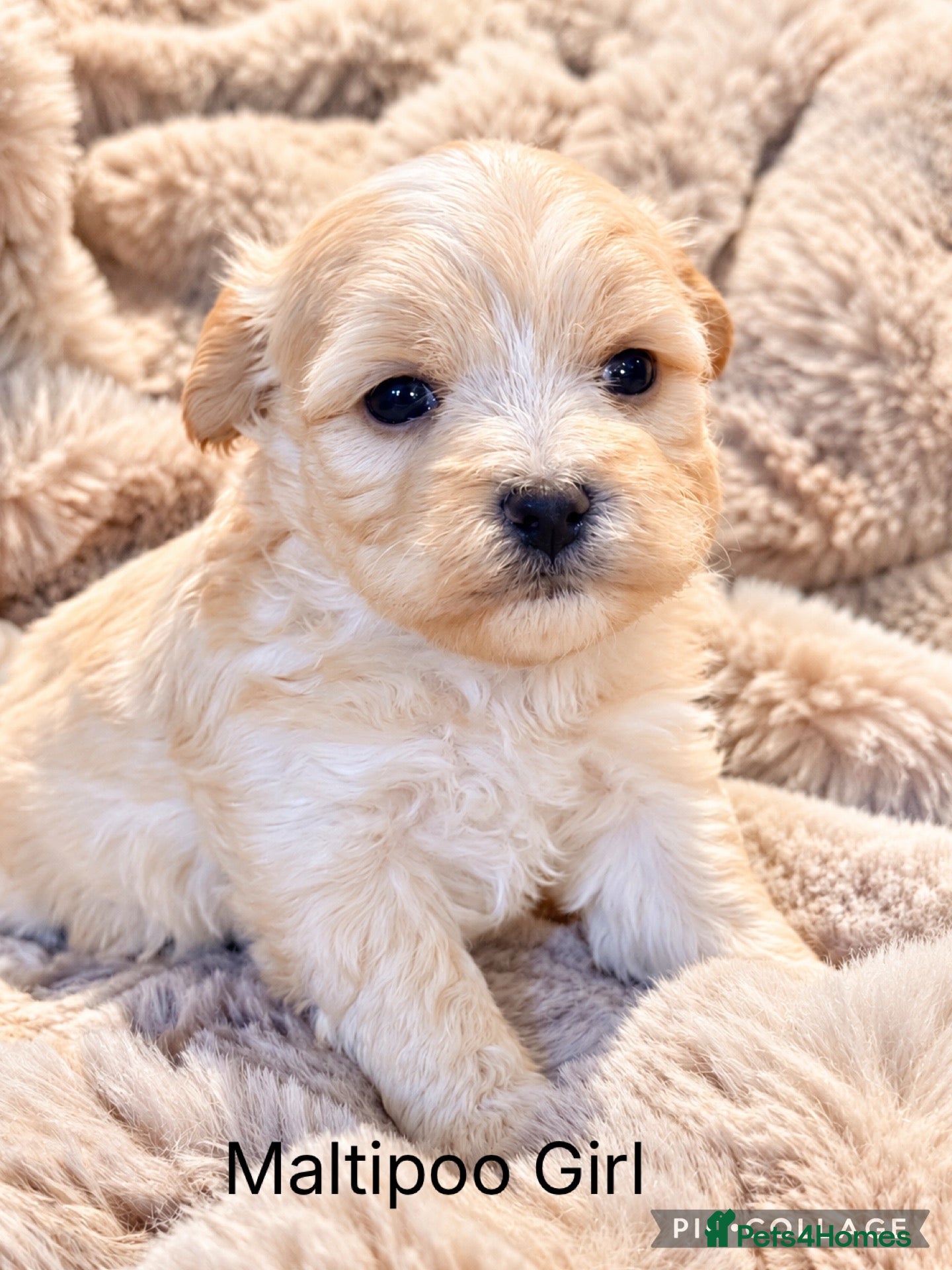 Maltipoo dogs for sale: Beautiful Maltipoo girl  - Advert 1