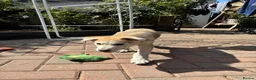 Mixed Breed dogs for sale: White Swiss shepherd cross wolf dog - Advert 3