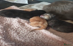 Domestic Shorthair cats for sale: 4 kittens for sale. - Image 2