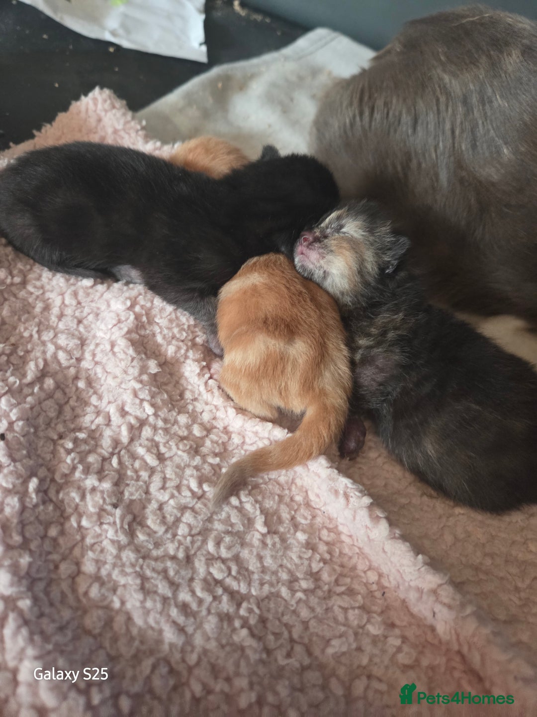 Domestic Shorthair cats for sale: 4 kittens for sale. - Image 2