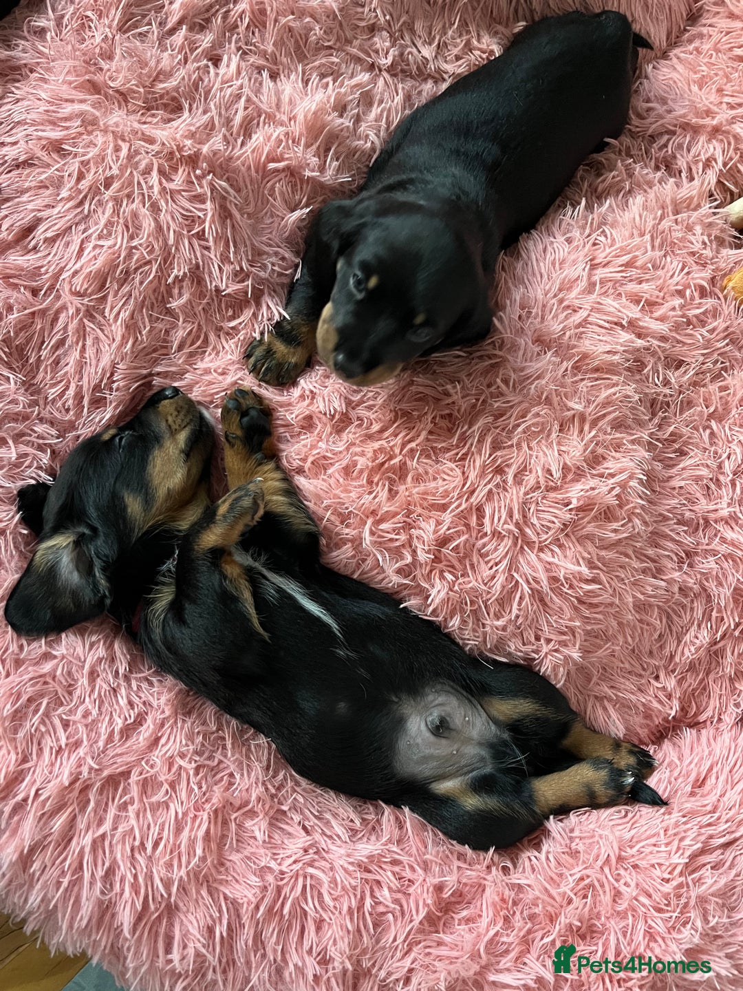 Mixed Breed dogs for sale: Dalmatian x dachshund  - Advert 13