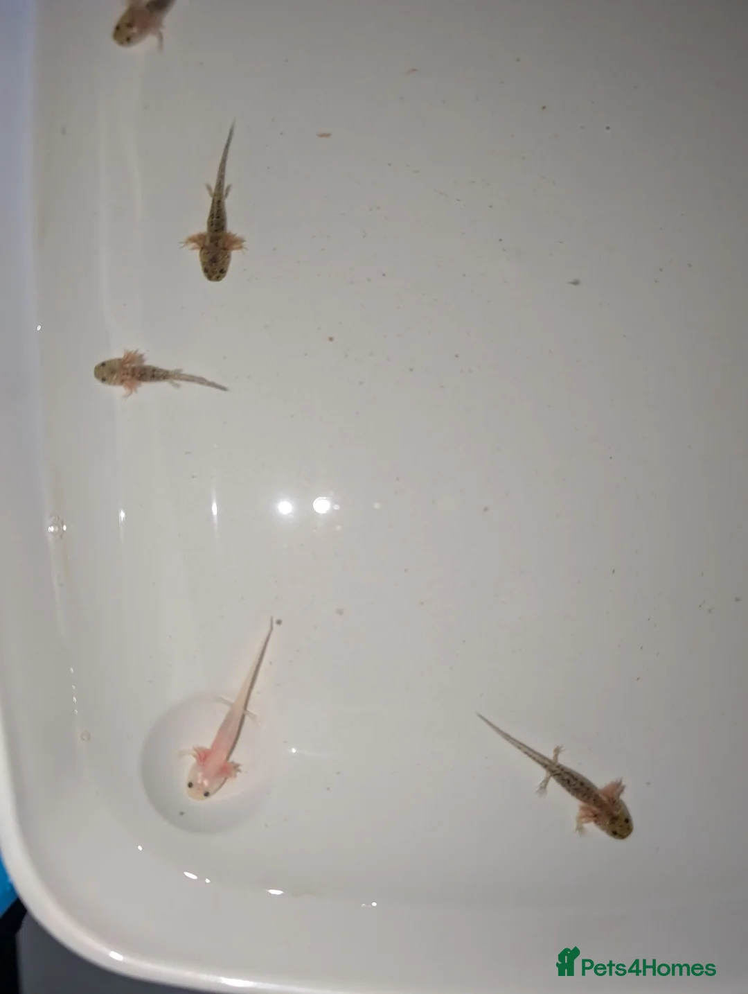 Axolotl reptiles for sale: Axolotl babies 15 weeks old multiple variations in Peterborough - Advert 2