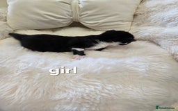 Russian Blue cats for sale: Russian blue =Main coon cross kittens  - Advert 5