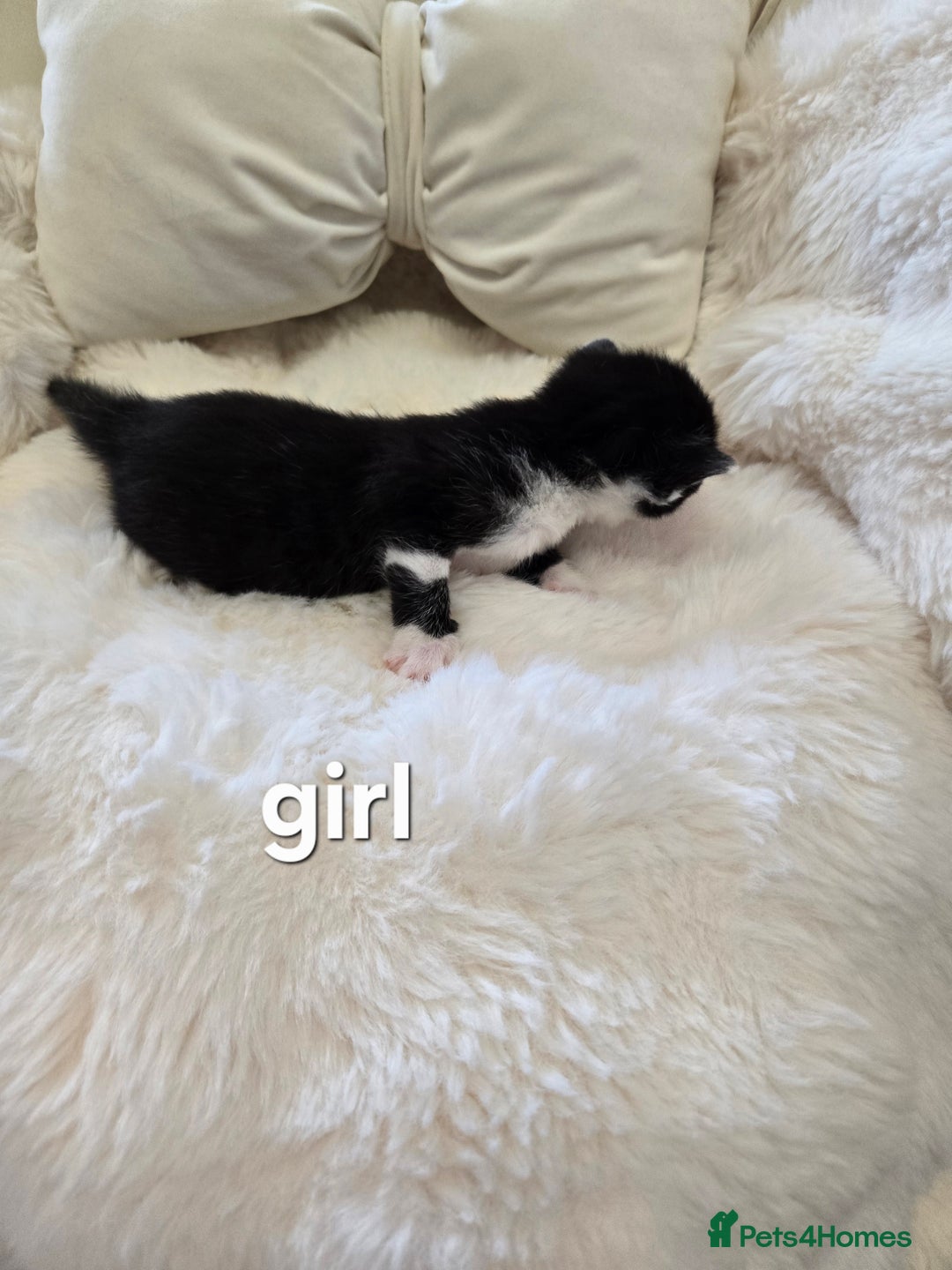 Russian Blue cats for sale: Russian blue =Main coon cross kittens  - Advert 5