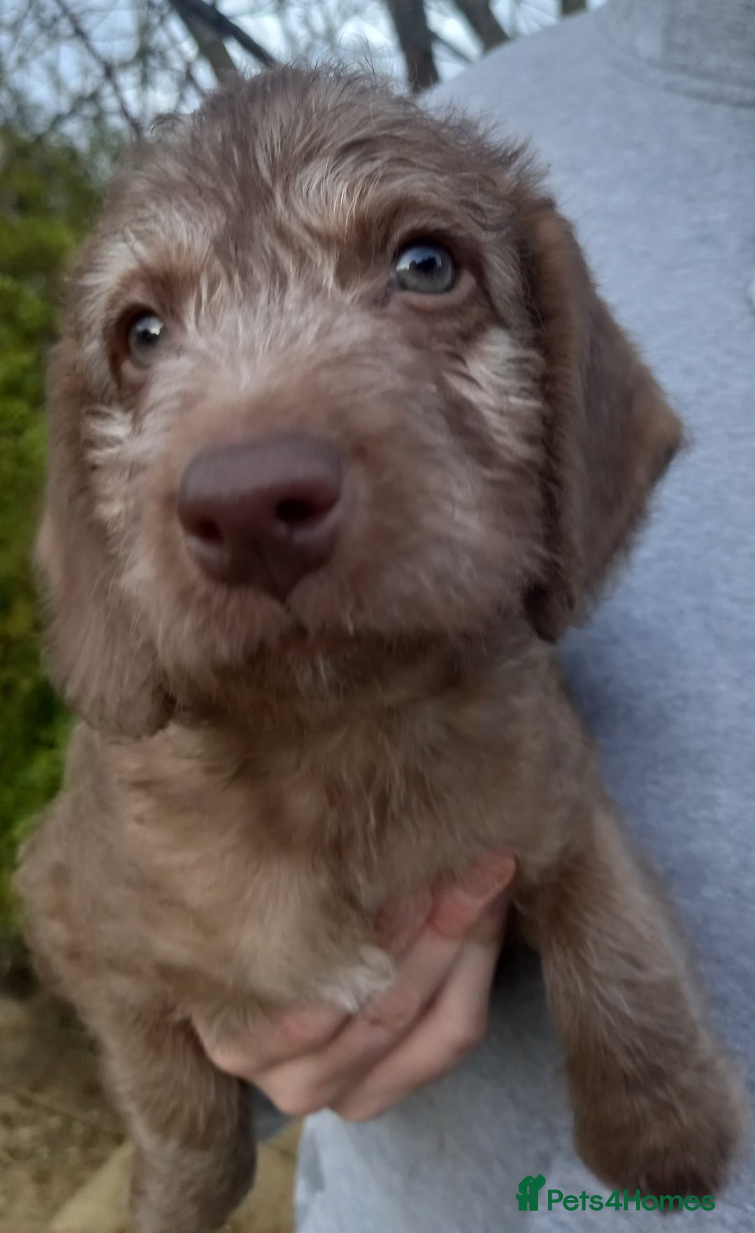 Bedlington Terrier dogs for sale: 7/8 Bedlington 1/8 whippet puppies  - Advert 10