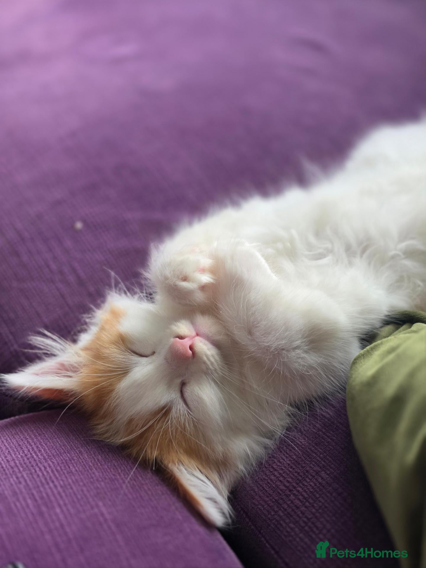 Mixed Breed cats Gorgeous Main Cooon-Persian Mix Kittens  - Advert 1