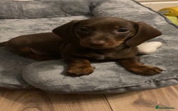 Dachshund dogs for sale: Girl dachshund puppy last pup - Image 2