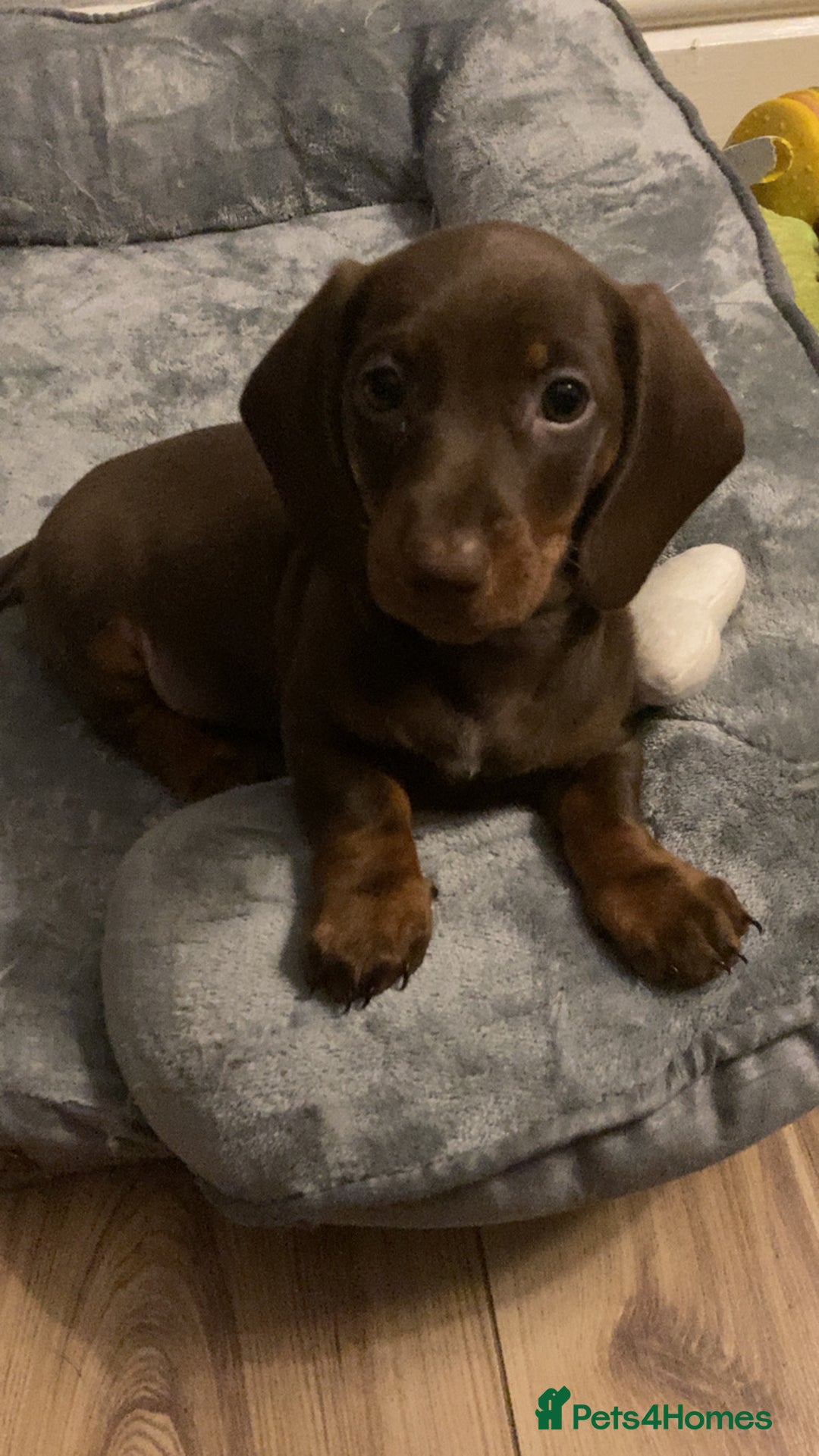 Dachshund dogs for sale: Girl dachshund puppy last pup - Image 2