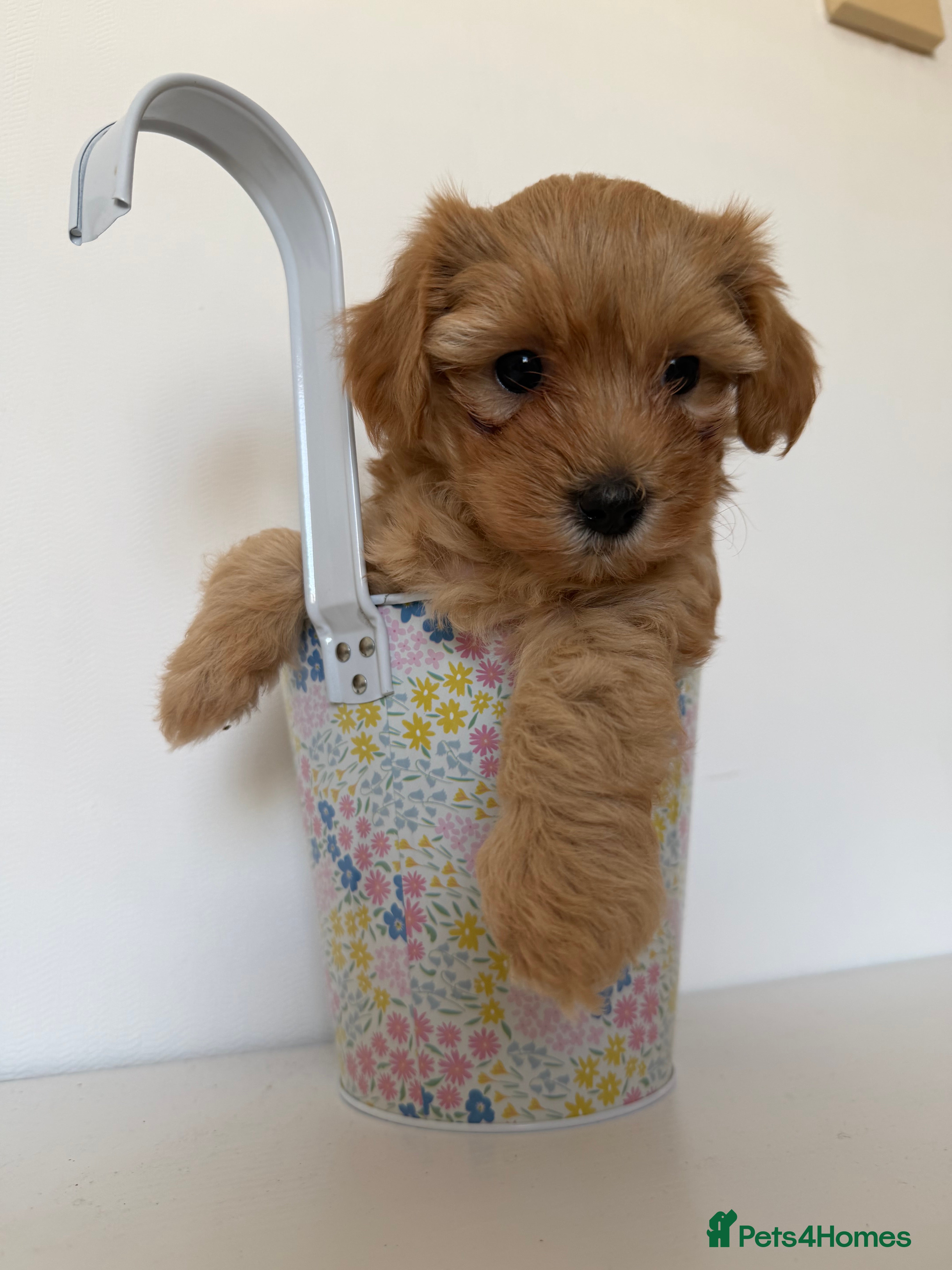 Maltipoo dogs 🐶  Toy Maltipoo READY in 2 weeks 🐶  - Advert 2