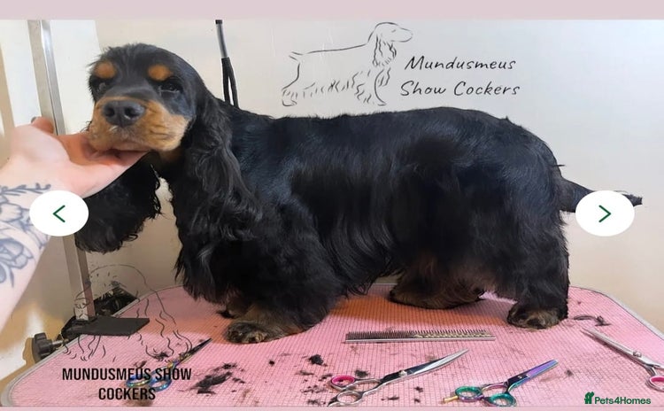 Cocker Spaniel dogs - Advert 2