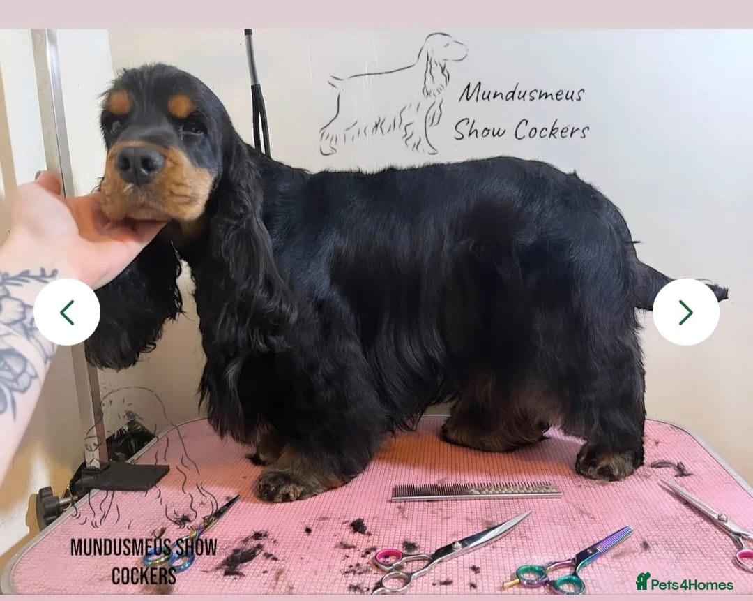 Cocker Spaniel dogs for sale: A stunning litter of show cocker spaniels  - Image 1