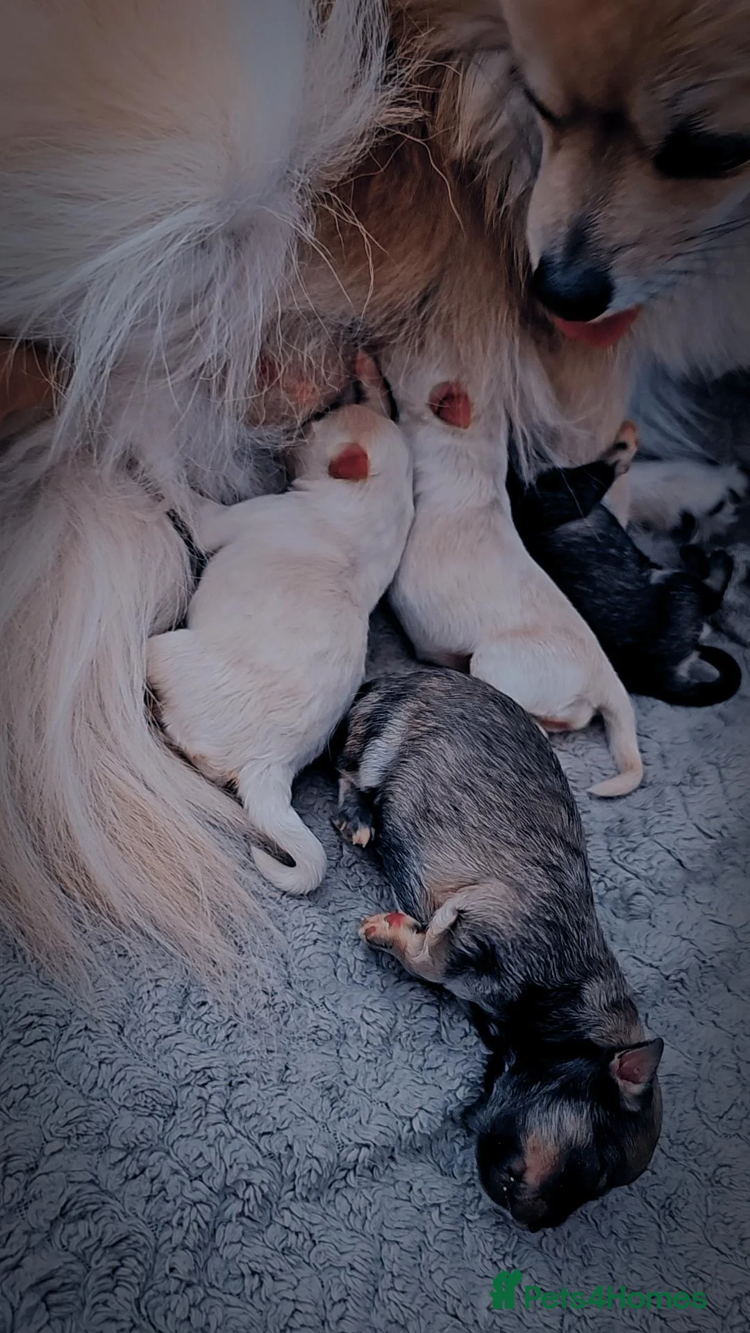 Pomeranian dogs for sale: Pomeranian puppies for loving and caring families  - Image 11