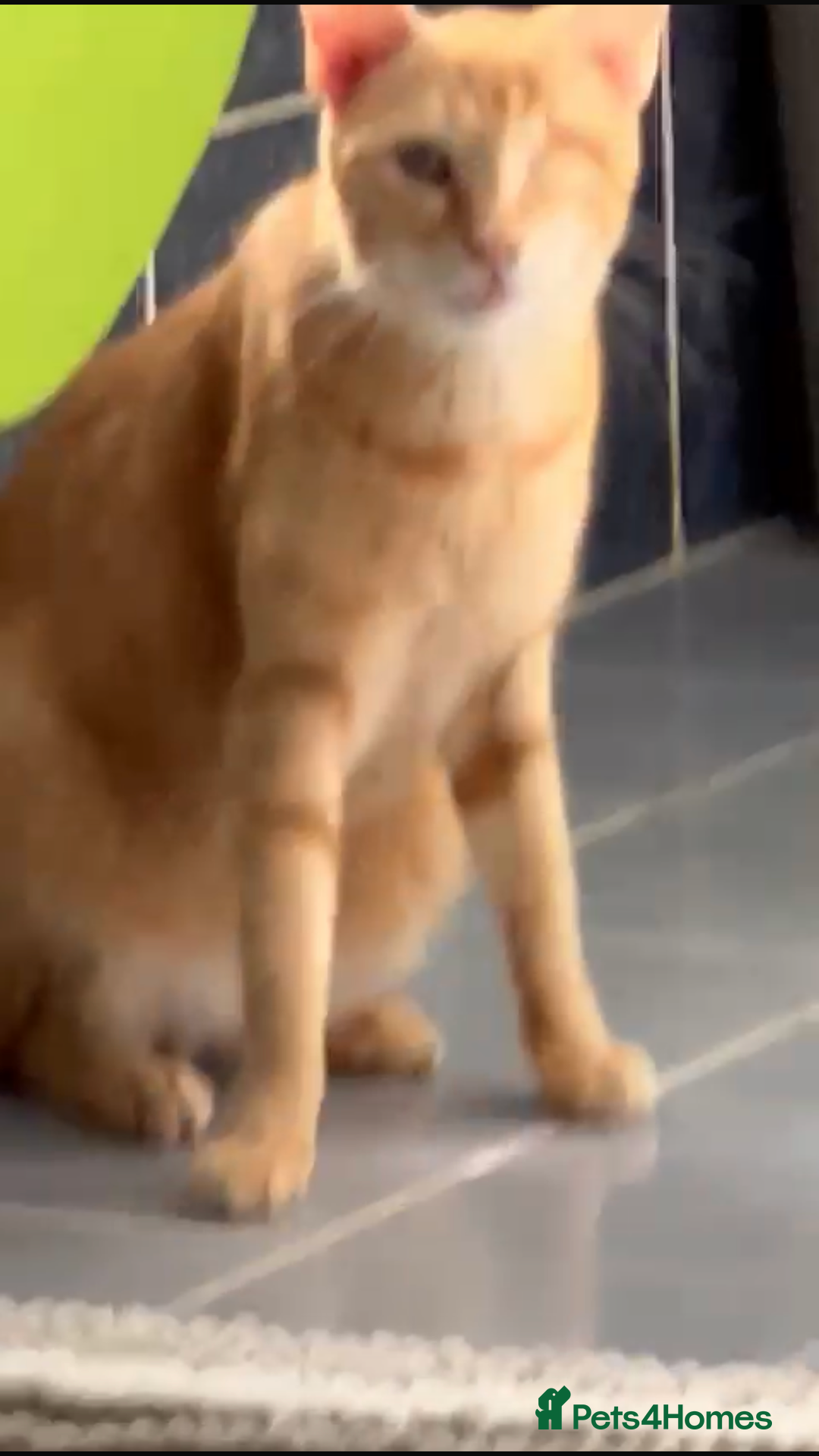 Mixed Breed cats for adoption: PHO DYPSY BONDED BROTHERS NEUTERED AFFECTIONATE   - Image 3