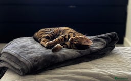 Bengal cats for sale: Lovely bengal female - Image 1