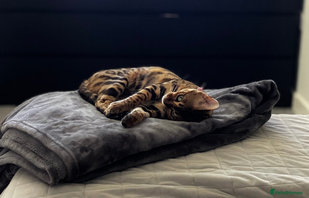 Bengal cats for sale: Lovely bengal female - Image 1