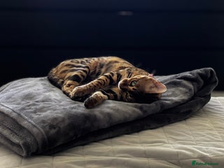 Bengal cats for sale - Advert 1