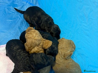 Cockapoo dogs Cockapoo Puppies - Advert 17