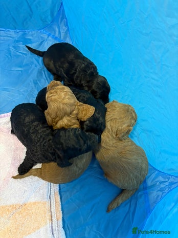 Cockapoo dogs Cockapoo Puppies - Advert 13