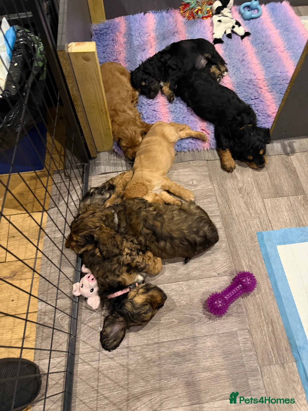 Cocker Spaniel dogs for sale: Lovely litter of Working cocker spaniel pups  - Advert 14