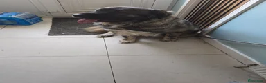 Caucasian Shepherd Dog 1
