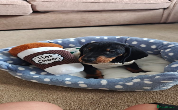 Dachshund dogs - Advert 6