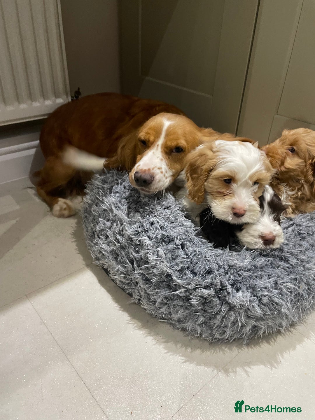 Cockapoo dogs for sale: Chunky Cockapoo Puppies - Image 18