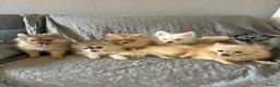 Pomeranian dogs for sale: Beautiful Pomeranian boys - Advert 7