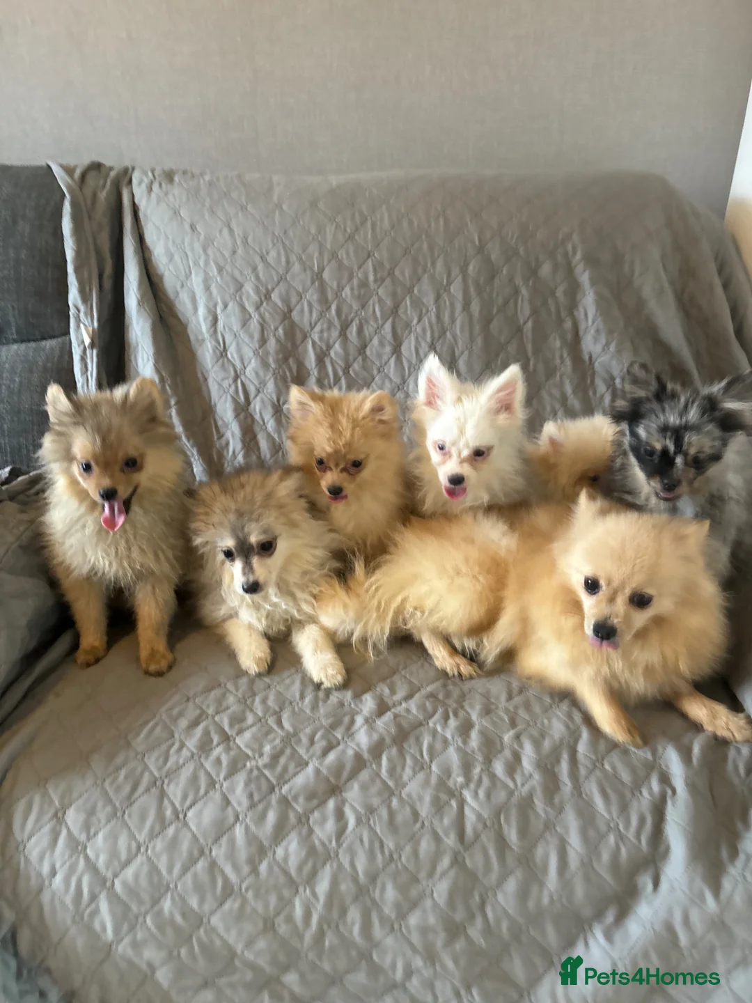 Pomeranian dogs for sale: Beautiful Pomeranian boys - Advert 7
