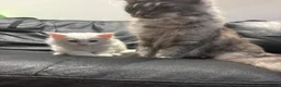 Maine Coon cats for sale: Maine coon kitten Female Snow White  - Advert 3