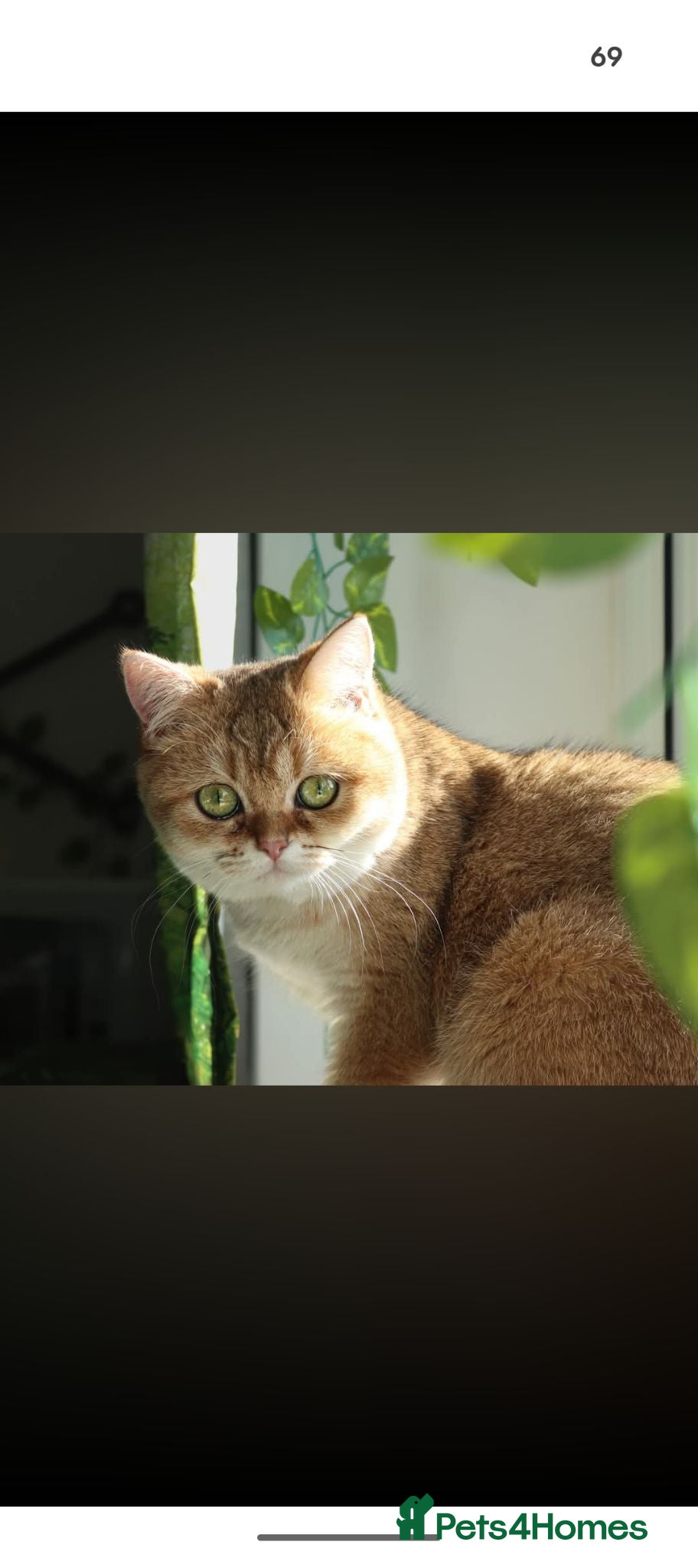 British Shorthair cats British Shorthair Golden Shaded Champion Bloodline - Advert 1