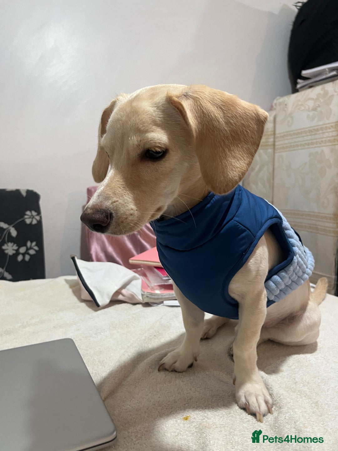 Mixed Breed dogs for sale: Adorable 7 months mini dachshund puppy! 🐶 - Advert 6