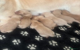 Labrador Retriever dogs for sale: Fox red Labrador - Image 8