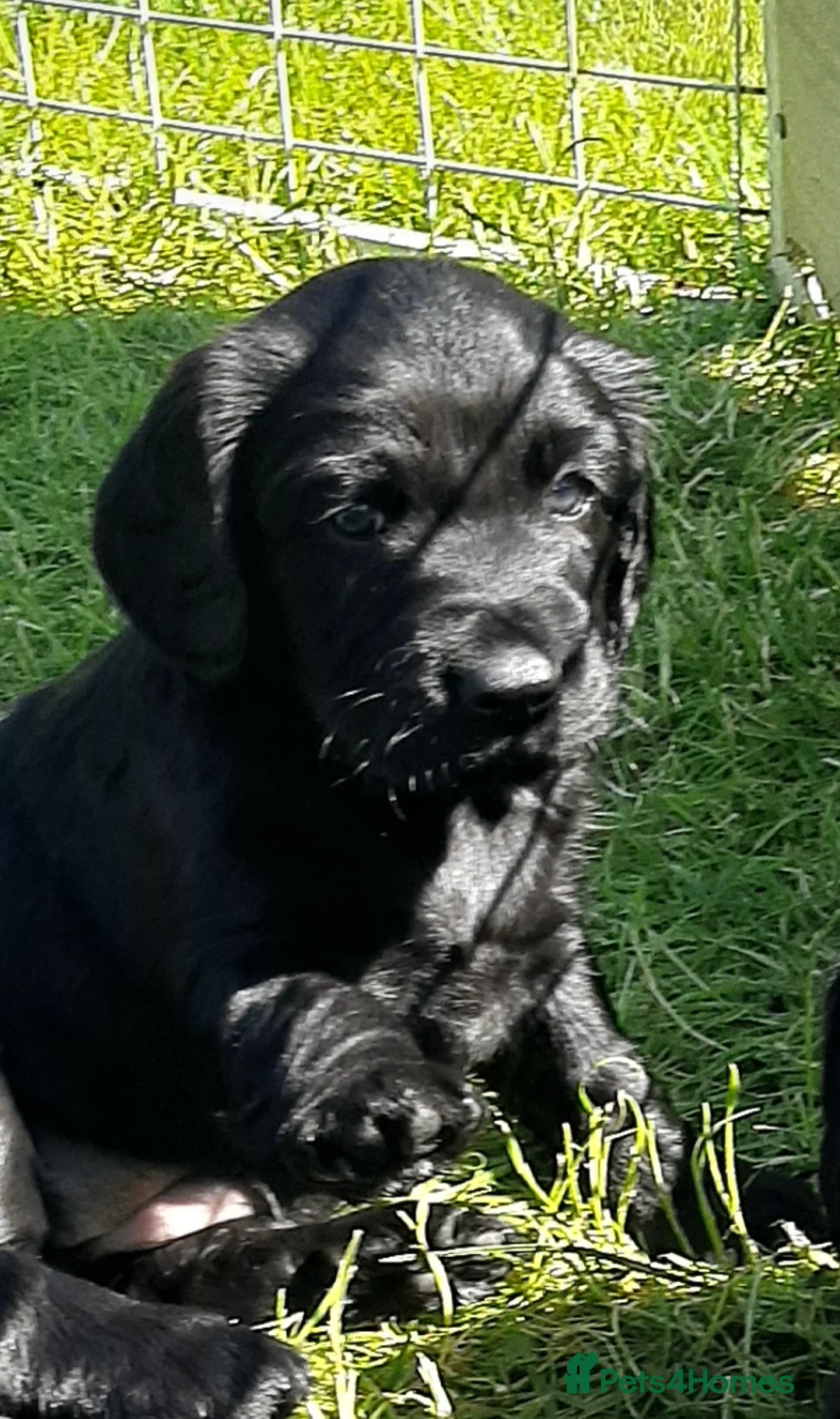 Mixed Breed dogs for sale: Cocker Spaniel/ Collie +spaniel puppies  - Advert 2