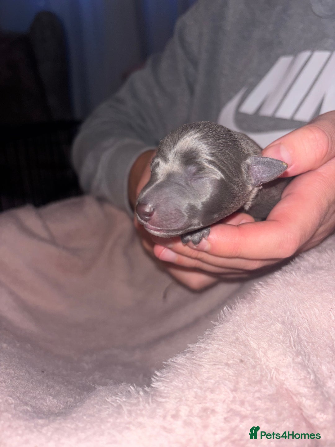 Mixed Breed dogs for sale: Whippet x Italian Greyhound Puppies  - Advert 10