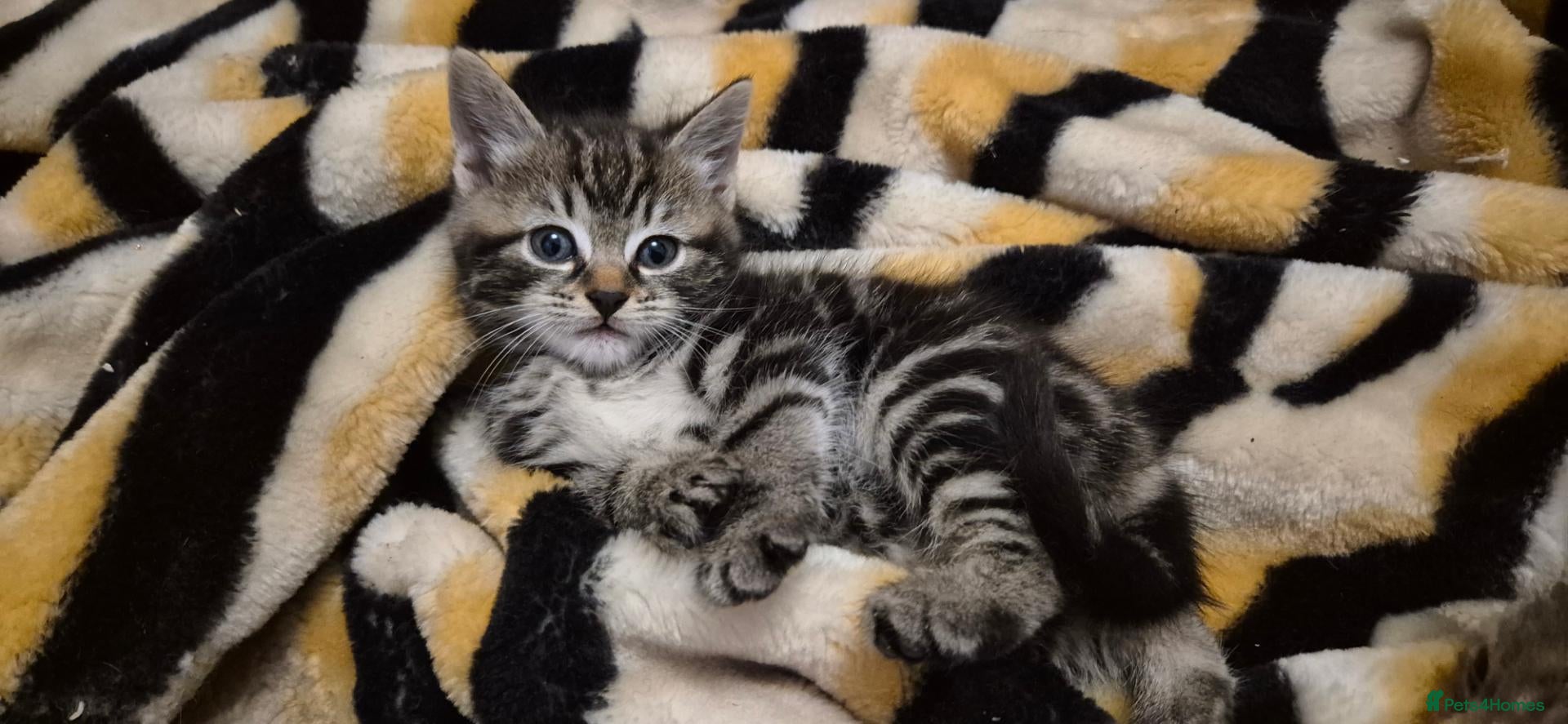 Mixed Breed cats Bengal cross kittens  - Advert 23
