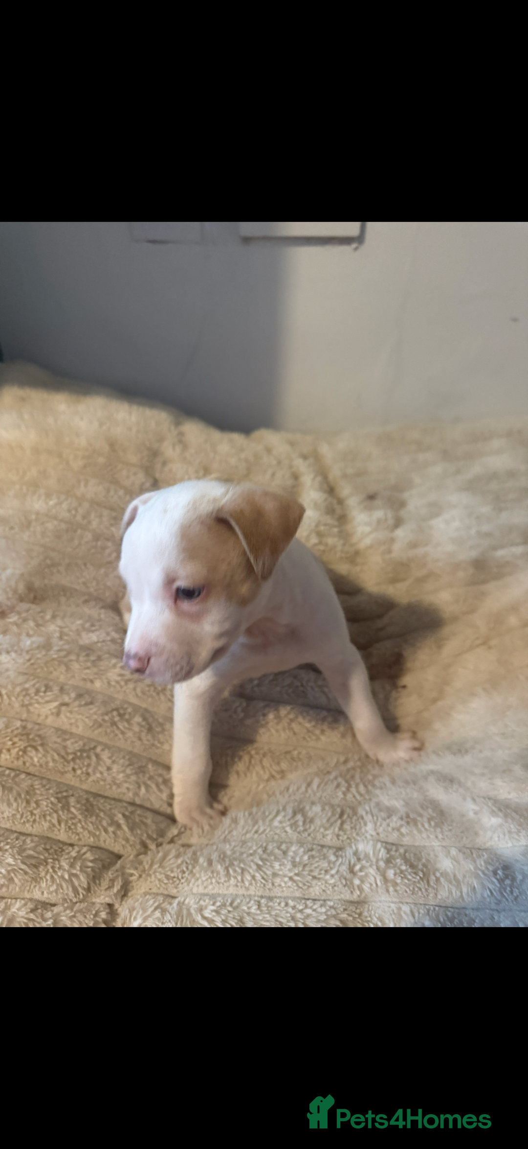 Mixed Breed dogs for sale: 7 Gorgeous Lurcher x Pocket Bully Pups  - Advert 26