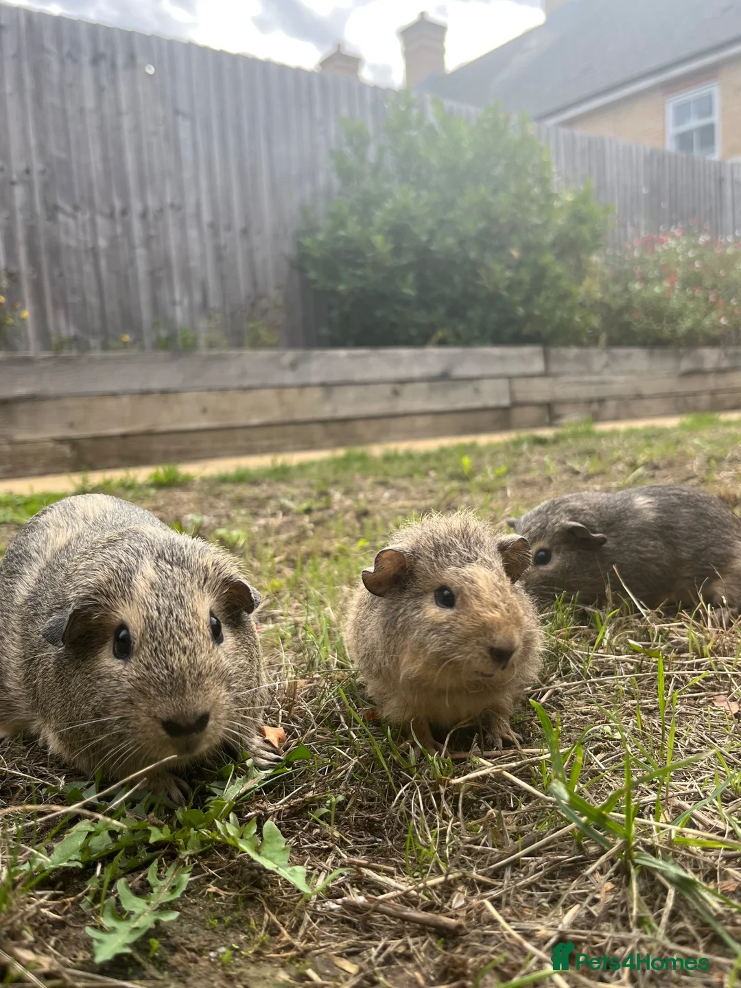 Guinea Pig rodents for sale: Mixed litter of guinea pigs and mum  in Colchester - Advert 2